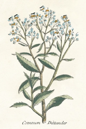 Picture of BOTANICAL PLANTS II