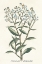 Picture of BOTANICAL PLANTS II