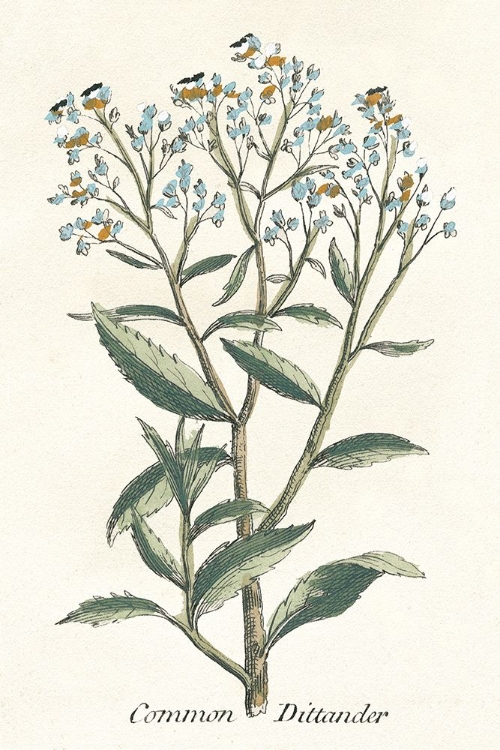 Picture of BOTANICAL PLANTS II