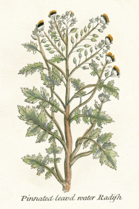 Picture of BOTANICAL PLANTS III