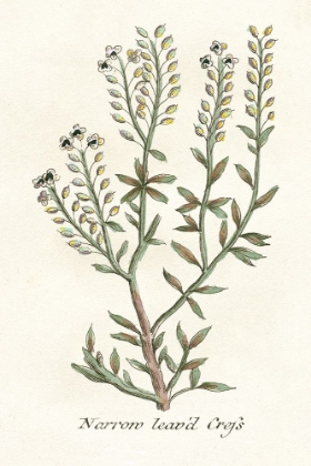 Picture of BOTANICAL PLANTS IV