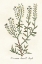 Picture of BOTANICAL PLANTS IV