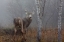 Picture of WHITE TAILED BUCK IN FOG 