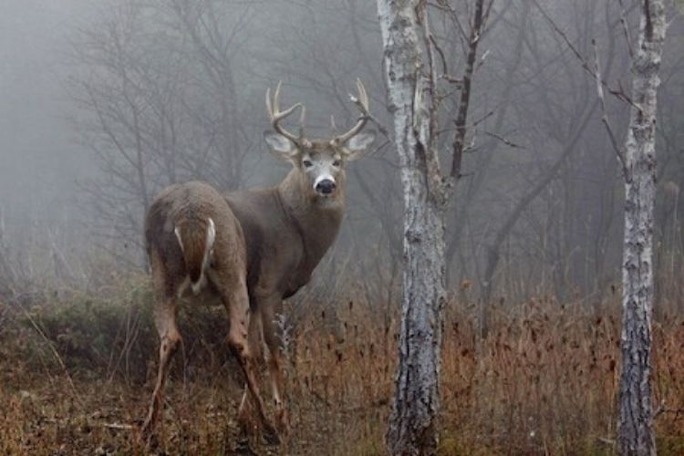 Picture of WHITE TAILED BUCK IN FOG 