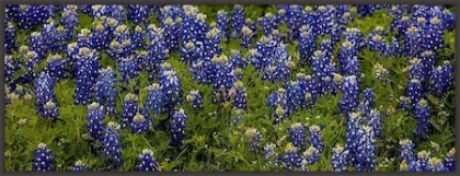 Picture of BLUEBONNETS - PANO