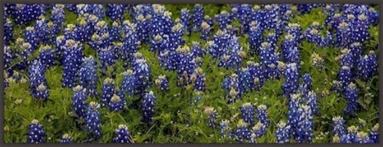 Picture of BLUEBONNETS - PANO