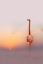 Picture of SUNSET FLAMINGO