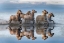 Picture of HORSES AND REFLECTION 