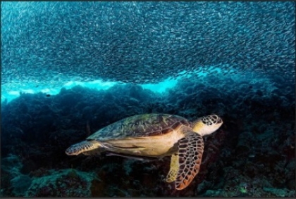 Picture of TURTLE AND SARDINES 