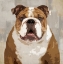 Picture of BULLDOG 