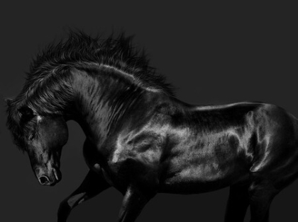 Picture of BLACK ON BLACK 