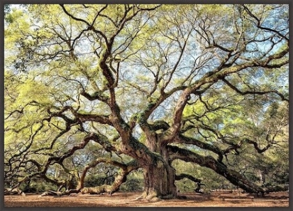 Picture of ANGEL OAK 