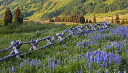 Picture of CRESTED BUTTE FENCE