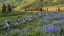 Picture of CRESTED BUTTE FENCE