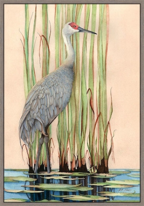 Picture of SANDHILL CRANE 