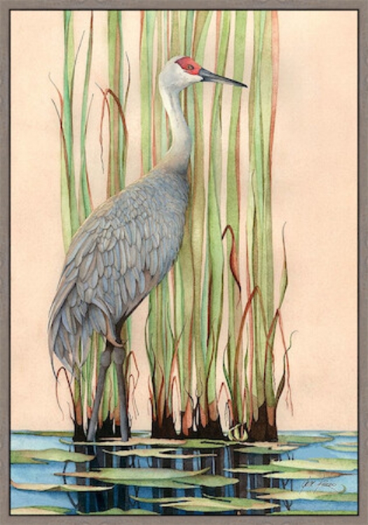 Picture of SANDHILL CRANE 