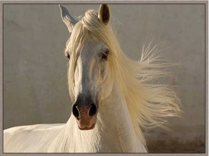 Picture of ELEGANCE 