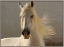 Picture of ELEGANCE 