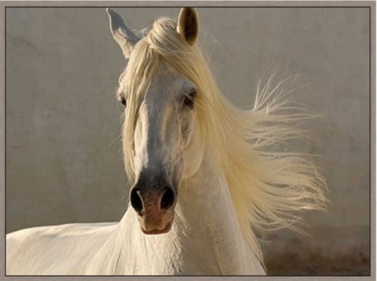 Picture of ELEGANCE 
