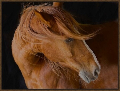 Picture of BEAUTIFUL MANE 