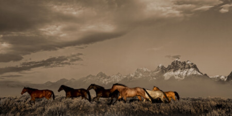 Picture of MORNING IN THE TETONS