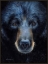 Picture of BLACK BEAR 