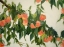 Picture of PEACH TREE 