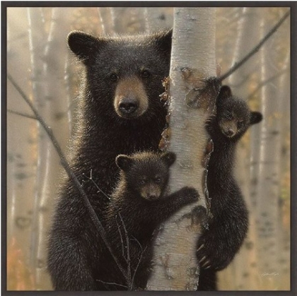 Picture of BLACK BEAR MOTHER AND CUBS
