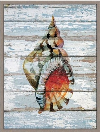 Picture of SEASHELL II