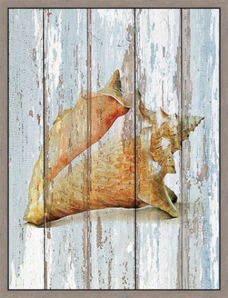 Picture of SEASHELL III