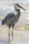Picture of HERON IN WATER 