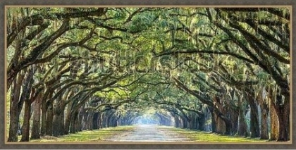 Picture of SAVANNAH GEORGIA 