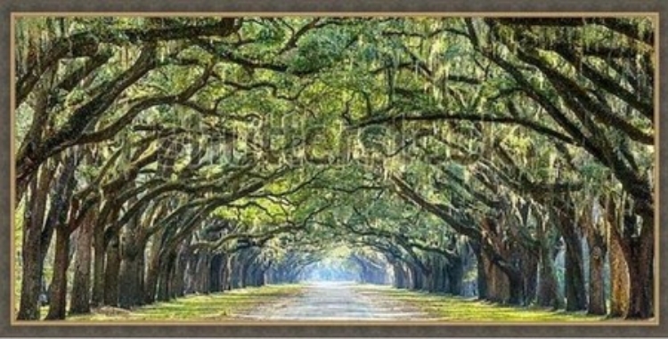 Picture of SAVANNAH GEORGIA 