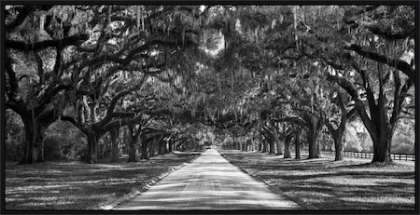 Picture of TREE LINED ENTERANCE 