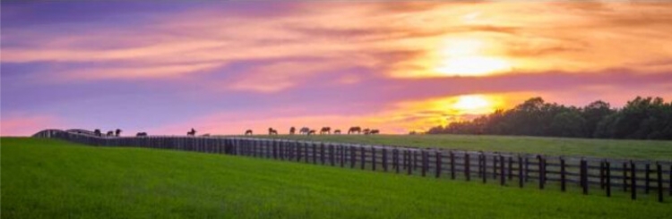 Picture of KENTUCKY SUNSET 