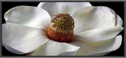 Picture of SOUTHERN MAGNOLIA 
