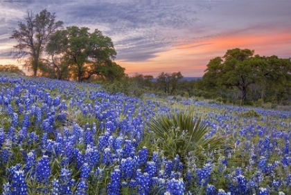 Picture of HILL TOP BLUEBONNETS 