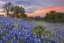 Picture of HILL TOP BLUEBONNETS 