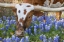 Picture of BLUEBONNETS AND A LONGHORN 409-2