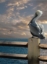 Picture of PELICANS OF THE BAY 