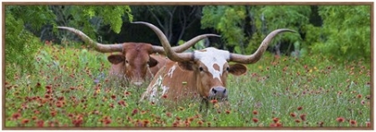 Picture of LONGHORNS IN A SEA OF WILDFLOWERS