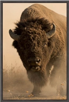 Picture of AMERICAN BUFFALO