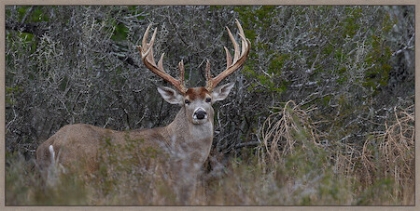 Picture of BIG BUCK - FRAMED 