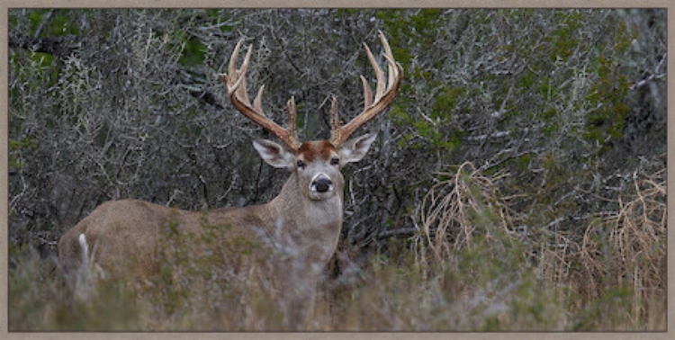 Picture of BIG BUCK - FRAMED 