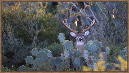 Picture of POP UP BUCK - FRAMED 