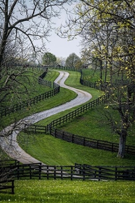 Picture of SPRING TIME 