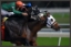 Picture of PHOTO FINISH 