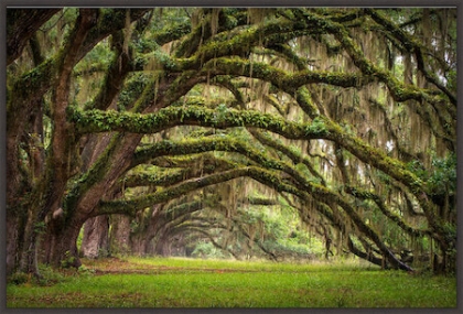 Picture of OAK CANOPY 