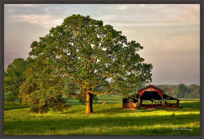 Picture of THE RED BARN 