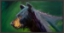 Picture of LOOKING THE OTHER WAY BEAR